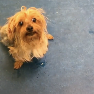 La nueva vida de Mr. T: un Yorkie paralizado que …