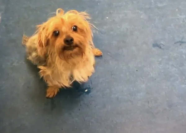 La nueva vida de Mr. T: un Yorkie paralizado que esquivó la muerte, volvió a correr y encontró una familia