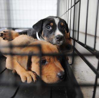 Los olores que calman a los perros: coco, jengibre, valeriana …