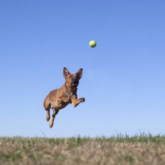 Los perros del basurero: una fotógrafa retrata a canes de …