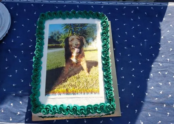 Bobi, el perro más longevo del mundo y de la historia, ¡celebra su 31 cumpleaños!