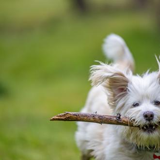 ¿Serías capaz de reconocer a tu perro solo por su …
