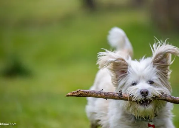 ¿Serías capaz de reconocer a tu perro solo por su olor?