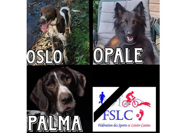 Anulan el campeonato de Francia de Canicross por la muerte de tres perros, envenenados