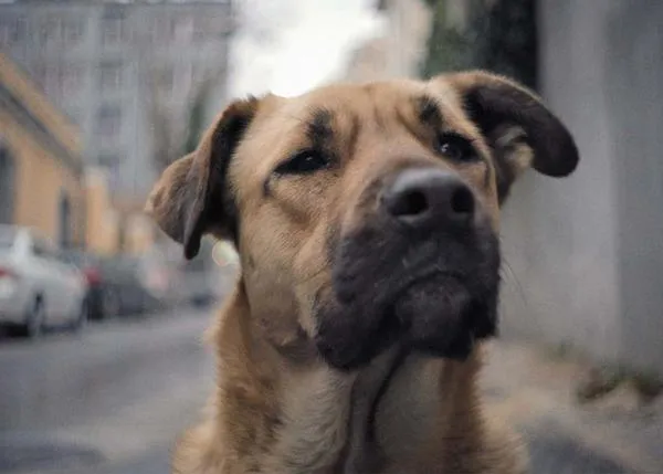 Stray, un documental capta la mirada y la vida de los perros callejeros de Estambul