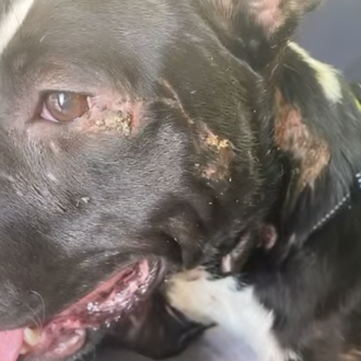 Alertan sobre una mujer que se hace cargo de perros …