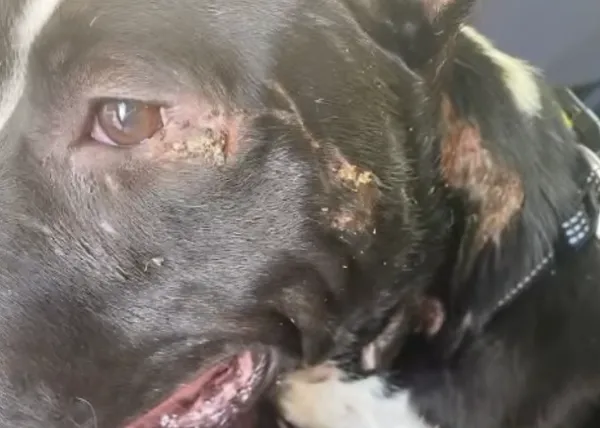 Alertan sobre una mujer que se hace cargo de perros y gatos en acogida o adopción para luego abandonarlos