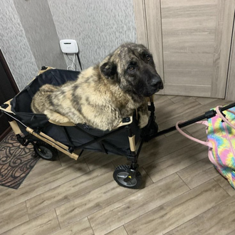 Un perro paralítico rescatado en Ucrania al que querían eutanasiar …