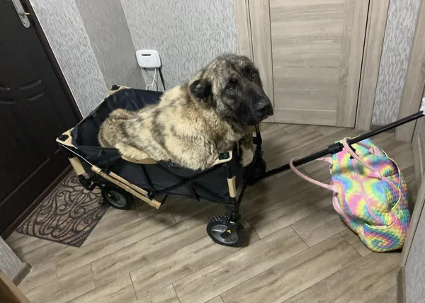 Un perro paralítico rescatado en Ucrania al que querían eutanasiar, a salvo gracias a la 