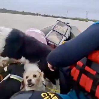 Medio centenar de vecinos y también perros y gatos rescatados …