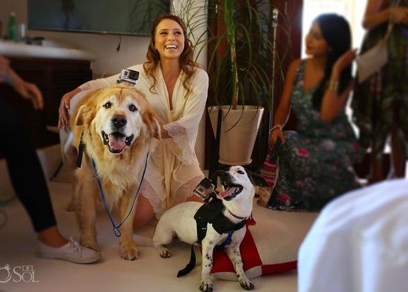 Invitan a su boda a perros de protectora, como retratistas oficiales, y dos son adoptados