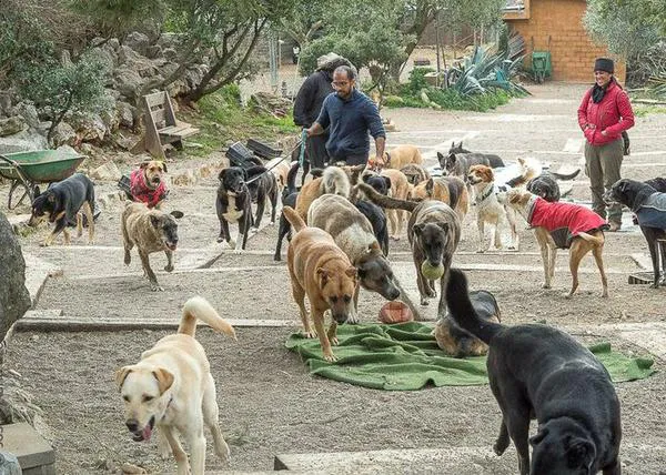 Canópolis, el refugio donde viven perros y gatos en semilibertad, prepara un documental sobre su singular proyecto