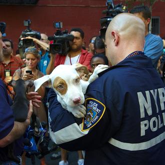Así luchan contra el maltrato animal en Nueva York: 700 …