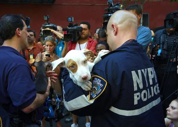 Así luchan contra el maltrato animal en Nueva York: 700 arrestos y 3300 animales rescatados en 5 años