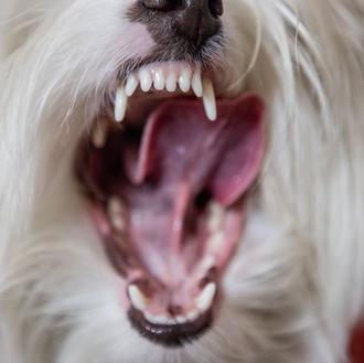 La enfermedad periodontal relacionada con el declive mental en perros …