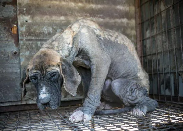 La transformación de Emily y las granjas de carne de perro en Corea del Sur, sede de los JJOO de Invierno