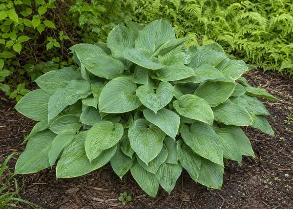El peligro de no conocer la toxicidad de las plantas: un perro casi muere por ingerir parte de una hosta