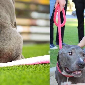 La Pit Bull rescatada que no para nunca, nunca de …