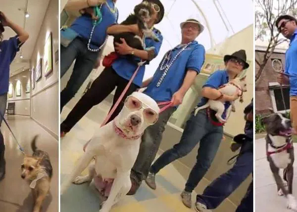 Funky y feliz: la balada con más ritmo y movimiento de colas, la de los perros adoptados