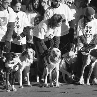 San Perrestre 2012: canes y humanos corriendo con El Refugio