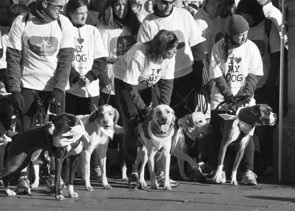 San Perrestre 2012: canes y humanos corriendo con El Refugio
