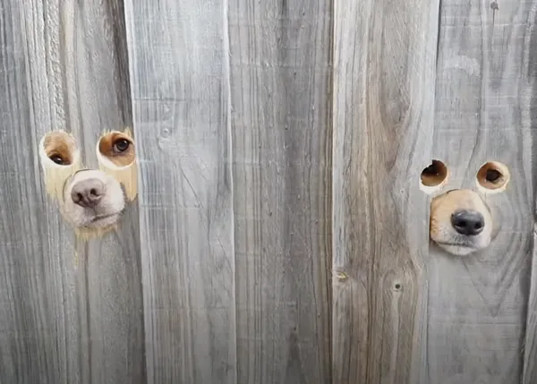 Una familia customiza la valla de su jardín para que sus perros puedan ver y jugar con el can del vecino