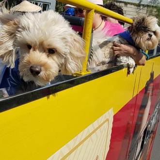El bus más perruno está en Ciudad de México: recorridos …