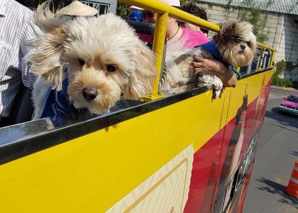El bus más perruno está en Ciudad de México: recorridos turísticos para humanos y canes