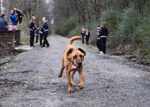 Una perra se escapa de casa, se apunta a un maratón... ¡y queda séptima!