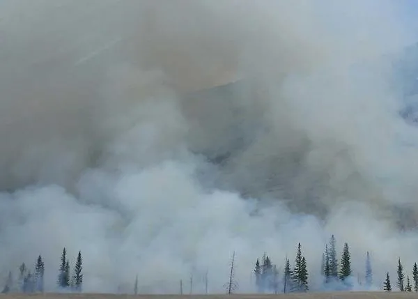 ¿Qué podemos hacer para ayudar a los animales ante la brutal oleada de incendios forestales que arrasan España?