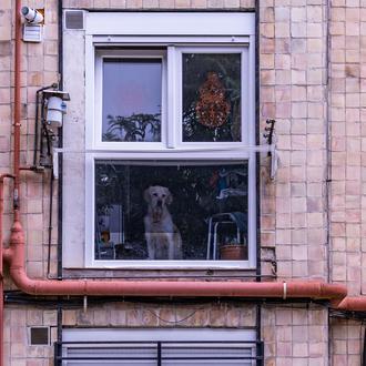 Cada vez importan más los sentimientos de los perros: la …