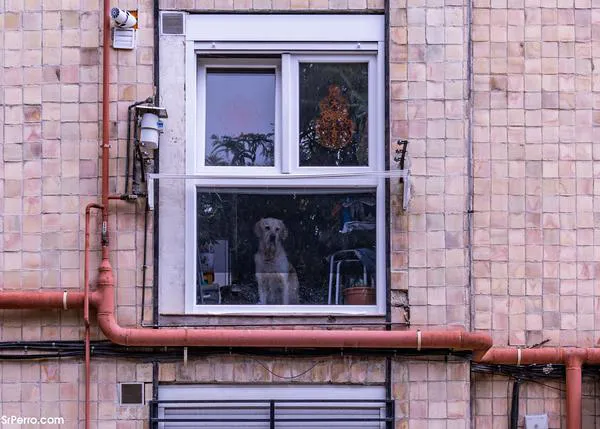 Cada vez importan más los sentimientos de los perros: la ansiedad por separación es la principal preocupación de muchos tutores