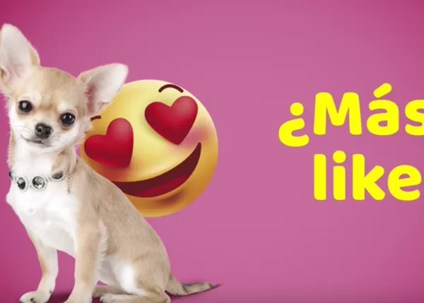 El servicio de Alquiler de perros Rent a Doggie y sus efectos: más padrinos y más adopciones