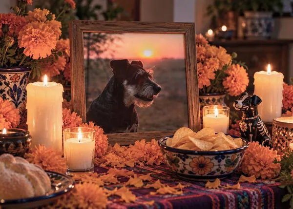 Dia de los Animales Difuntos, el día en el que recordamos (aún más) a los perros que no están ya a nuestro lado