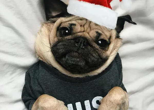 El villancico solidario de Doug el Carlino, o cómo un perro mejora a Mariah Carey