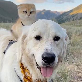 Una amistad perri-gatuna que derrite corazones: Samson un Golden pachorrón …
