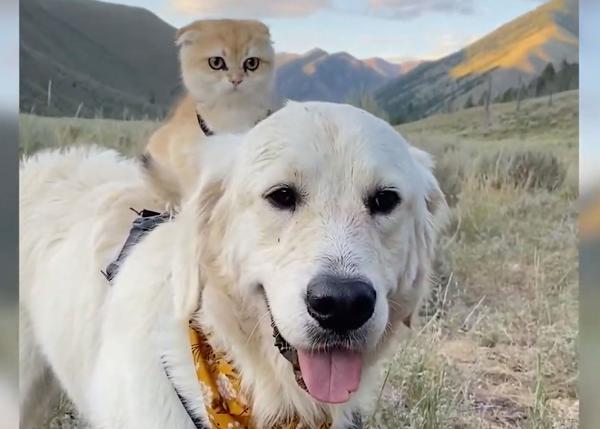 Una amistad perri-gatuna que derrite corazones: Samson un Golden pachorrón y Cleo, la gatita independiente