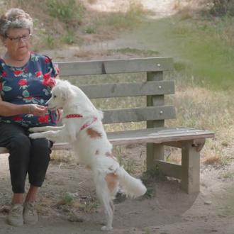 #Vínculosquedanvida: historias reales de lo mucho que los perros hacen …