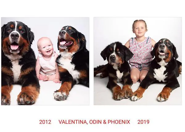 El maravilloso proyecto fotográfico que retrata a perros de jóvenes y de viejitos: #DogYearsProject