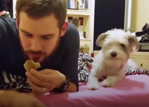 Esos perros que pretenden que no están observando fijamente a sus humanos cuando comen, esos perros...