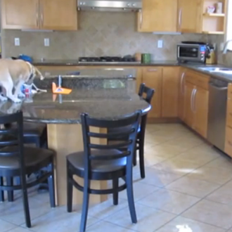 Pillada con las patas en la masa: las aventuras culinarias …