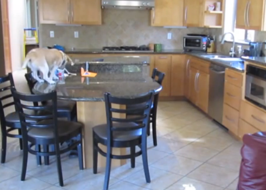 Pillada con las patas en la masa: las aventuras culinarias de una Beagle muy, muy lista 