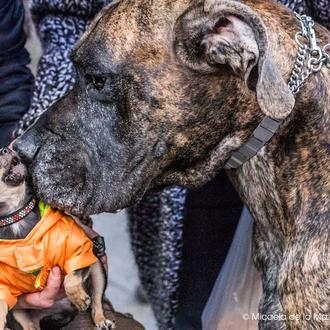 Los perros grandes son (en ciertas situaciones) más inteligentes que …
