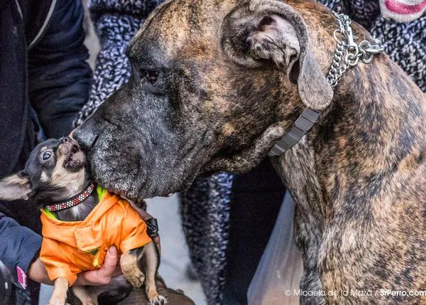 Los perros grandes son (en ciertas situaciones) más inteligentes que los perros pequeños, dice la ciencia