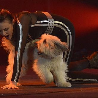 ¡Y ganó Pudsey! Un SrPerro (y su humana) arrasan en …