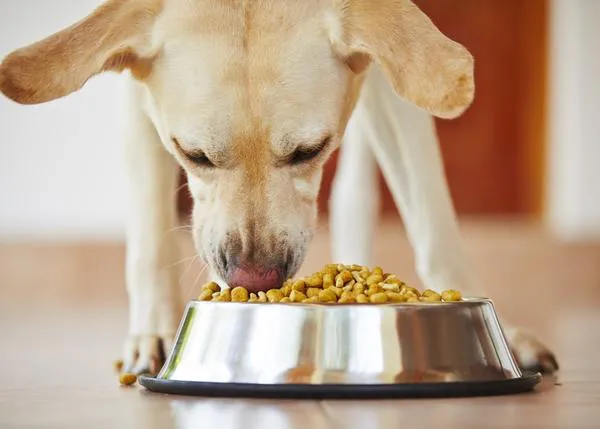 Vómitos, diarrea, flatulencias: causas de los principales problemas digestivos en perros