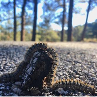 Ojo con la peligrosa procesionaria del pino, cada año llegan …