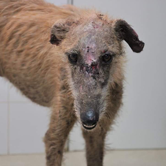 10 días viviendo en una prote con 500 perros, un …