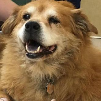 El perro que salvó a su dueña de un incendio …