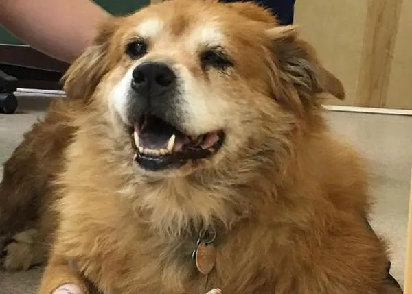 El perro que salvó a su dueña de un incendio y los voluntarios que le ayudaron 